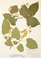 藏品(美洲椴)的圖片